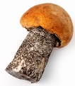 Подберезовики на белом фоне съедобные грибы изолят мягкий фокус | Премиум  Фото